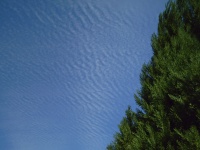 Tree And Cirus Clouds