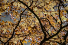 Tree Branches With Leaves