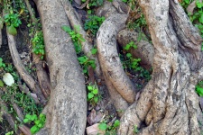Tree Roots 1