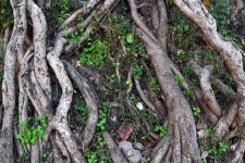 Tree Roots 2