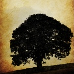 Tree Silhouette Old Background