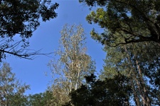 Tree Tops And Blue Sky