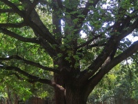 Tree With Large Branches