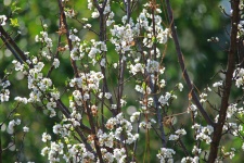 Tree With White Blossoms