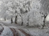 Cherry Tree Avenue In Winter