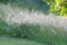 Tufts Of Wild Grass