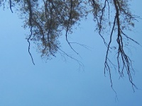 Twigs Against The Sky