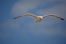 Flight Of The Gull