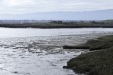 Wetlands Landscape
