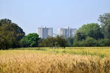 Wheat Field 3
