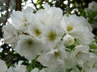 White Cherry Blossom Buds