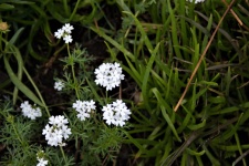 White Verbena