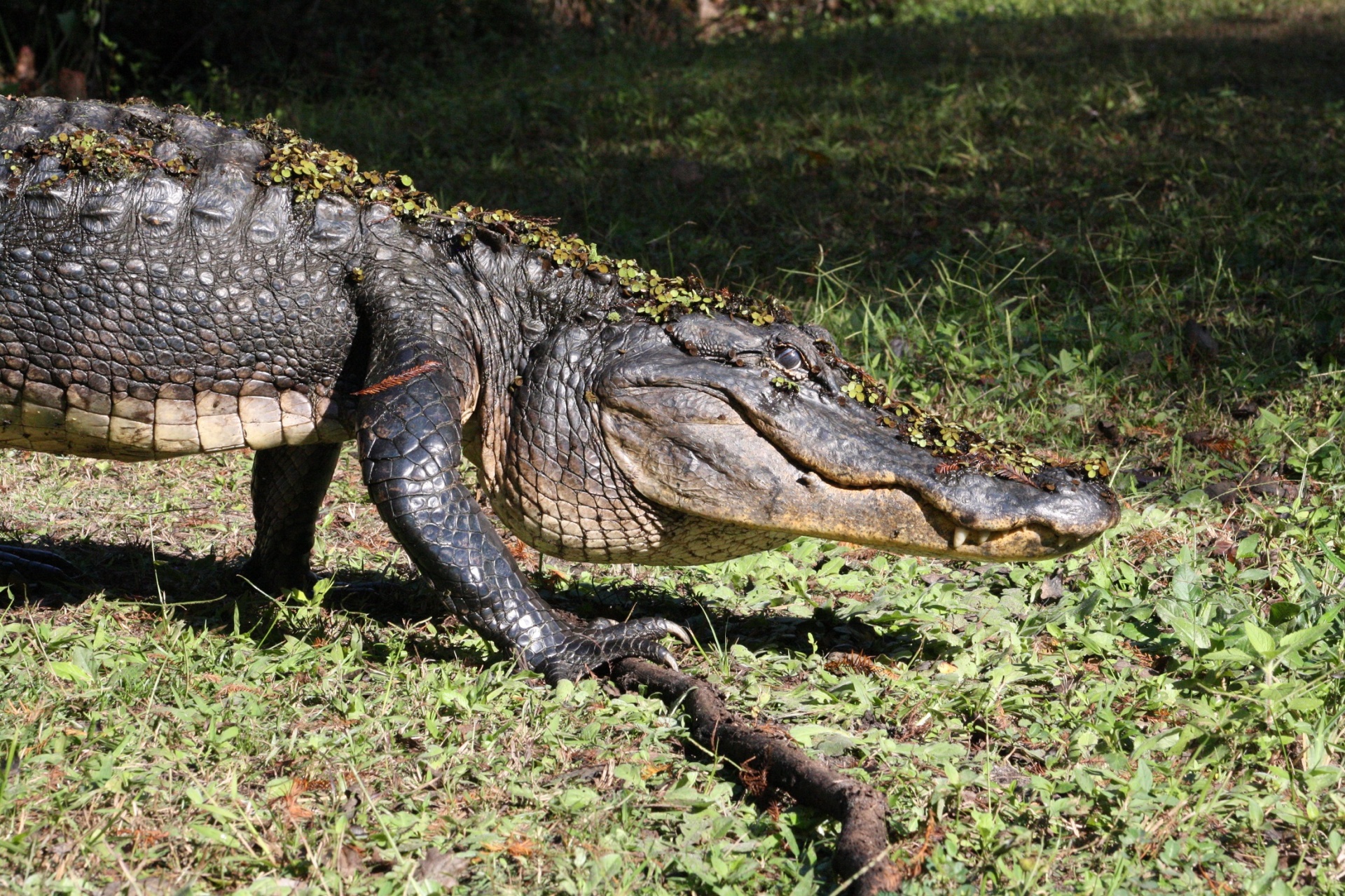 Alligator walking in the swamp