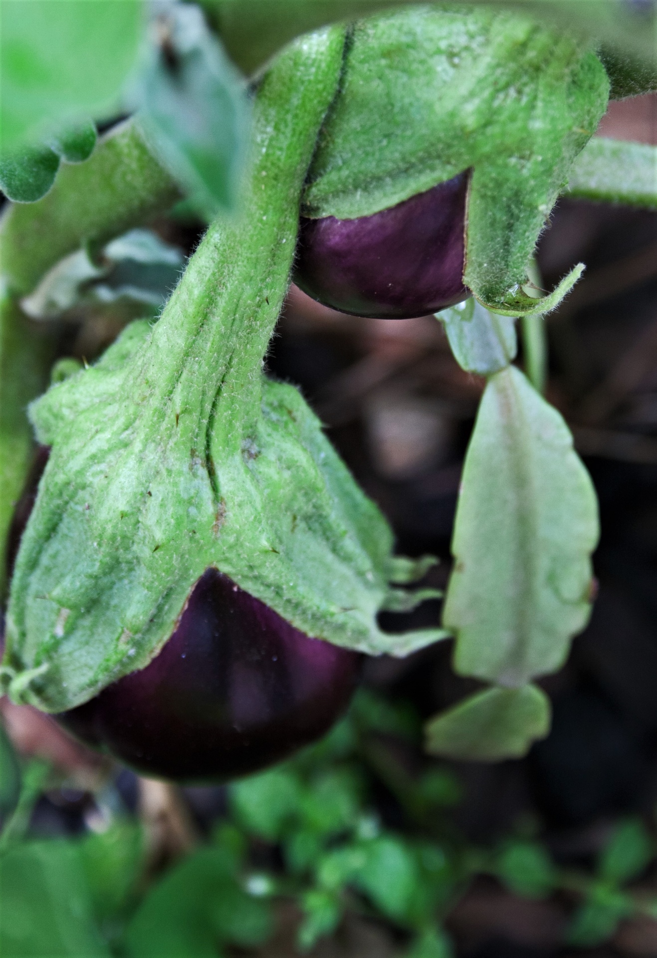 aubergine fruit on plant