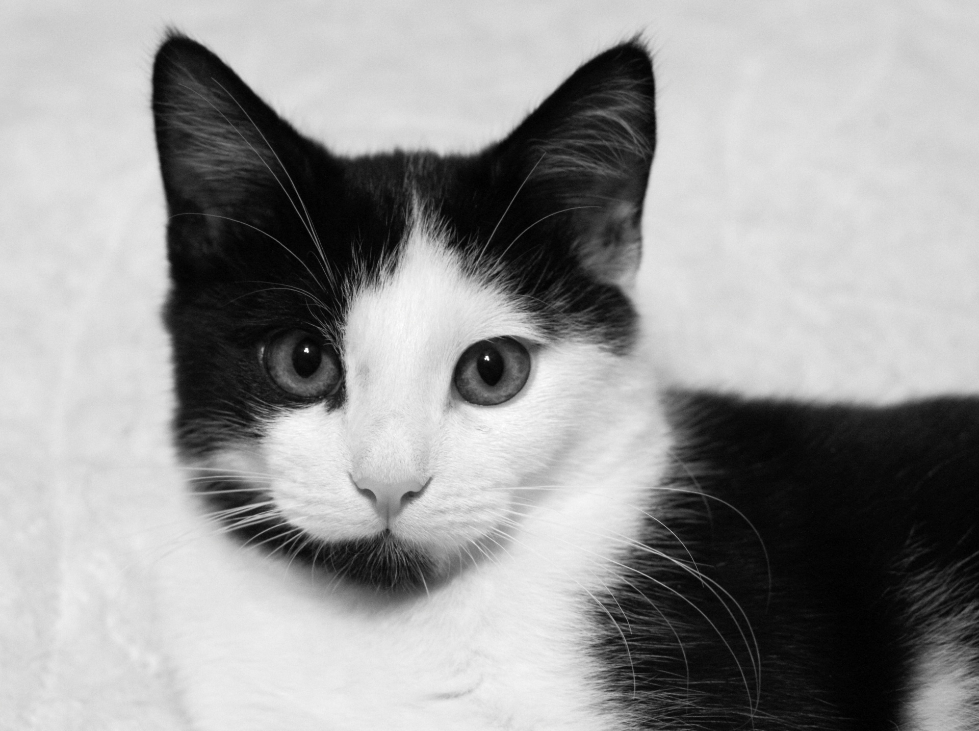 Black And White Cat- Monochrome