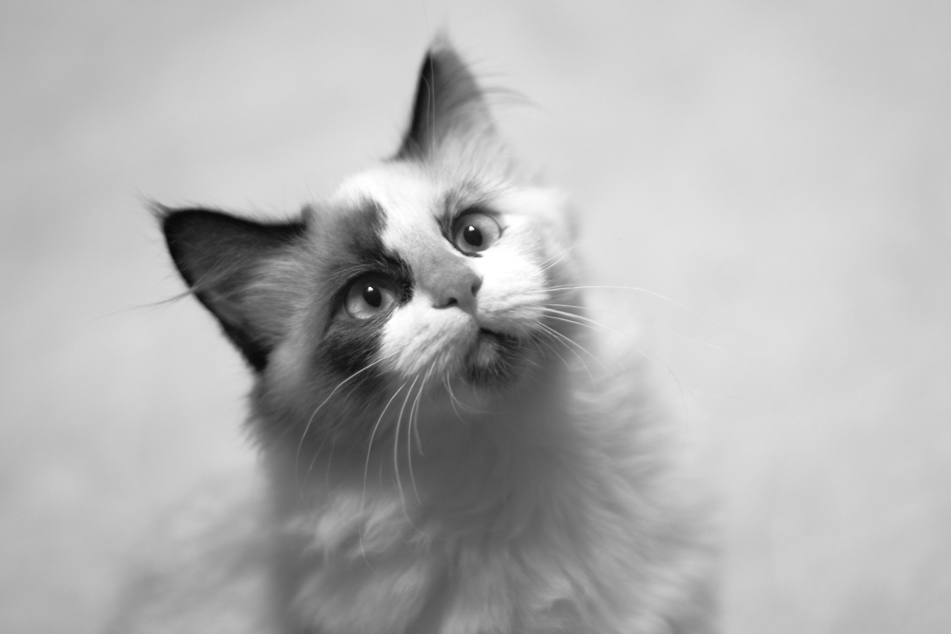 Black And White Kitten Portrait