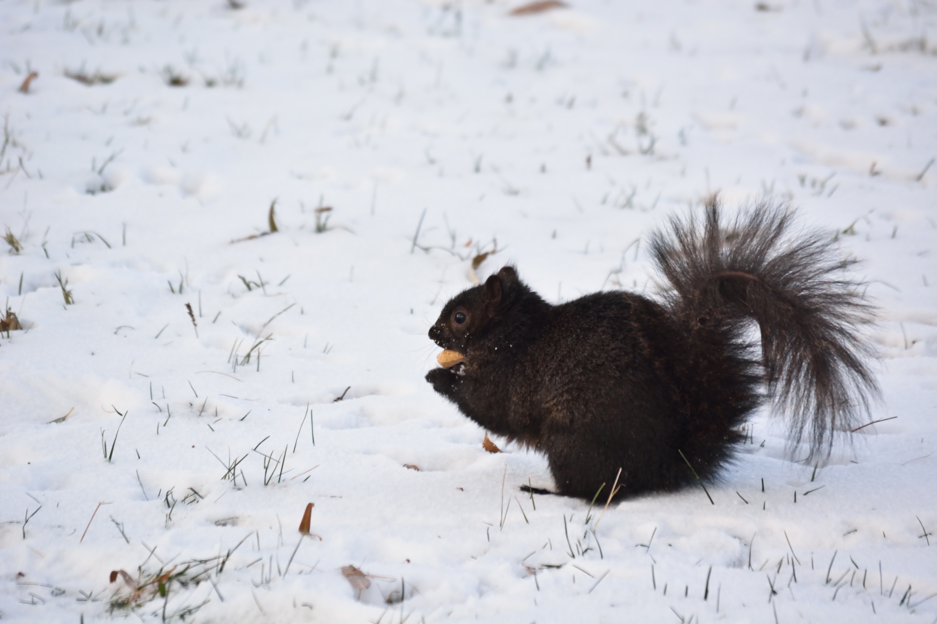 Black squirrel eating a peanut on snow