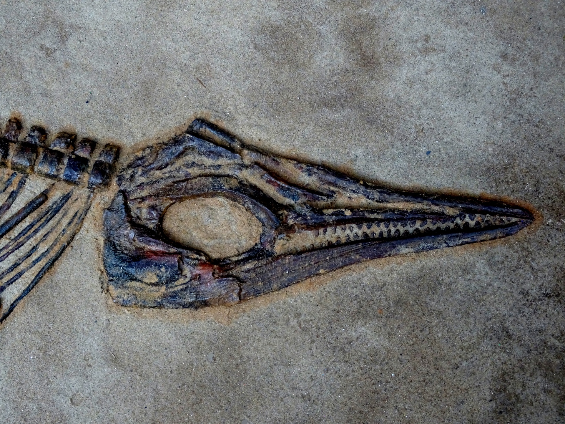 Dinosaur Skull In Sand