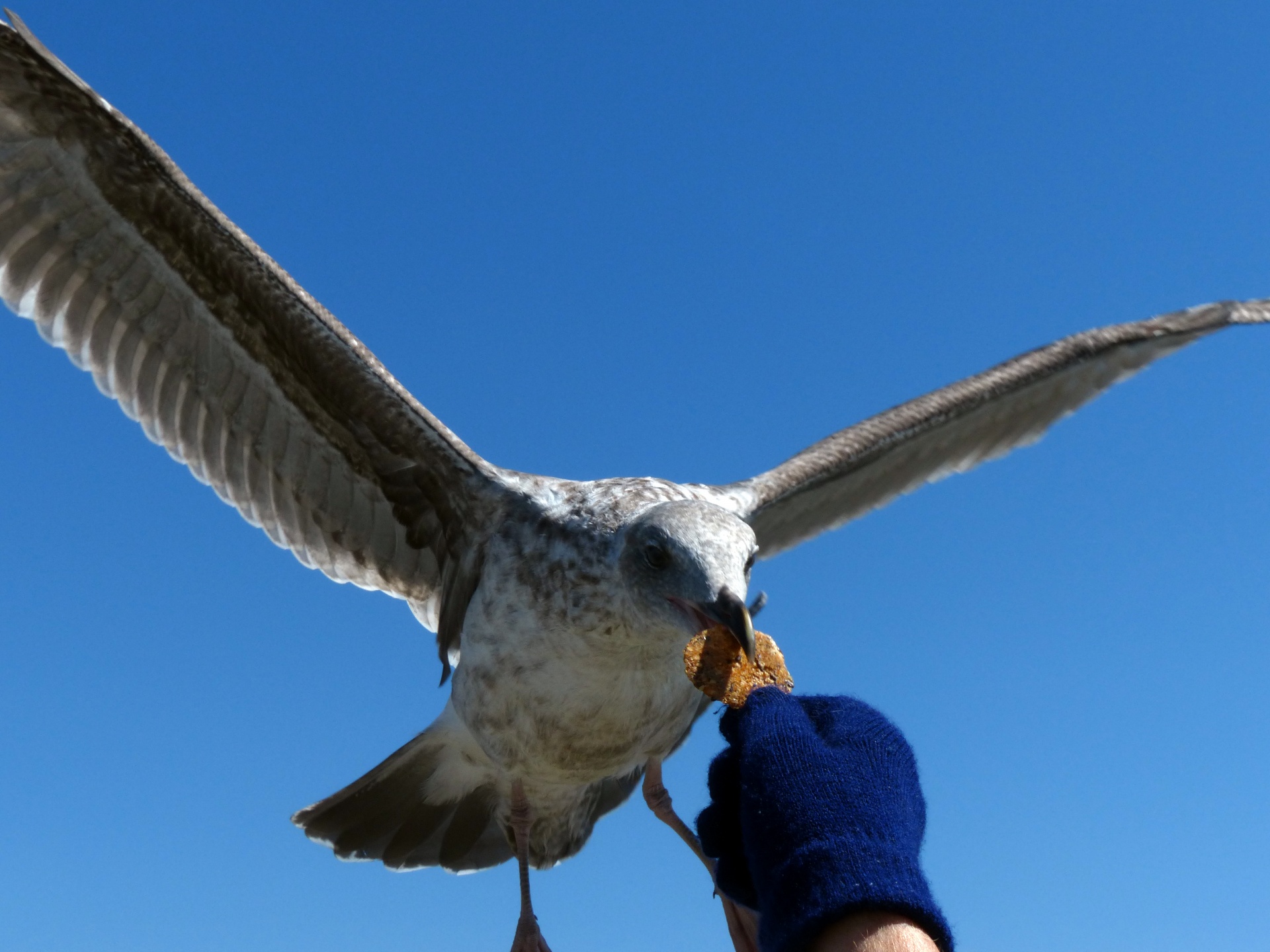 Feeding A Seagull