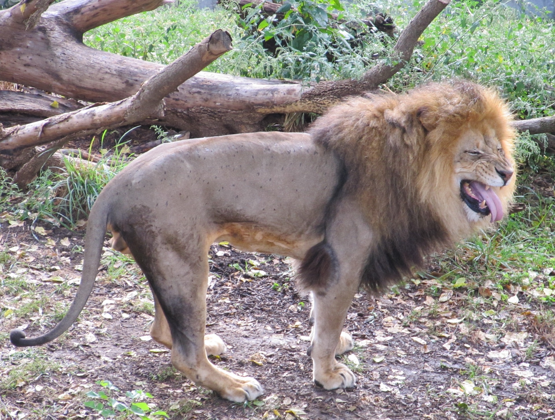 Male Lion Making a Funny Face