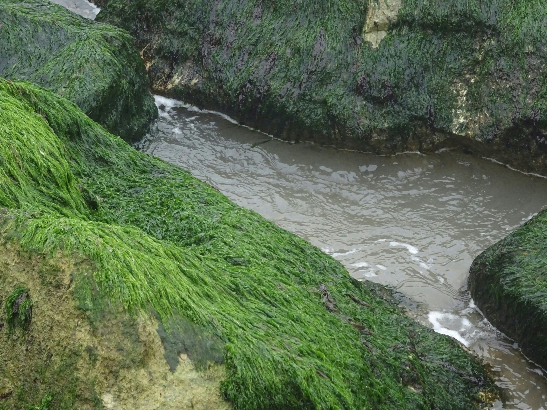 Green Algae On Ocean Rocks