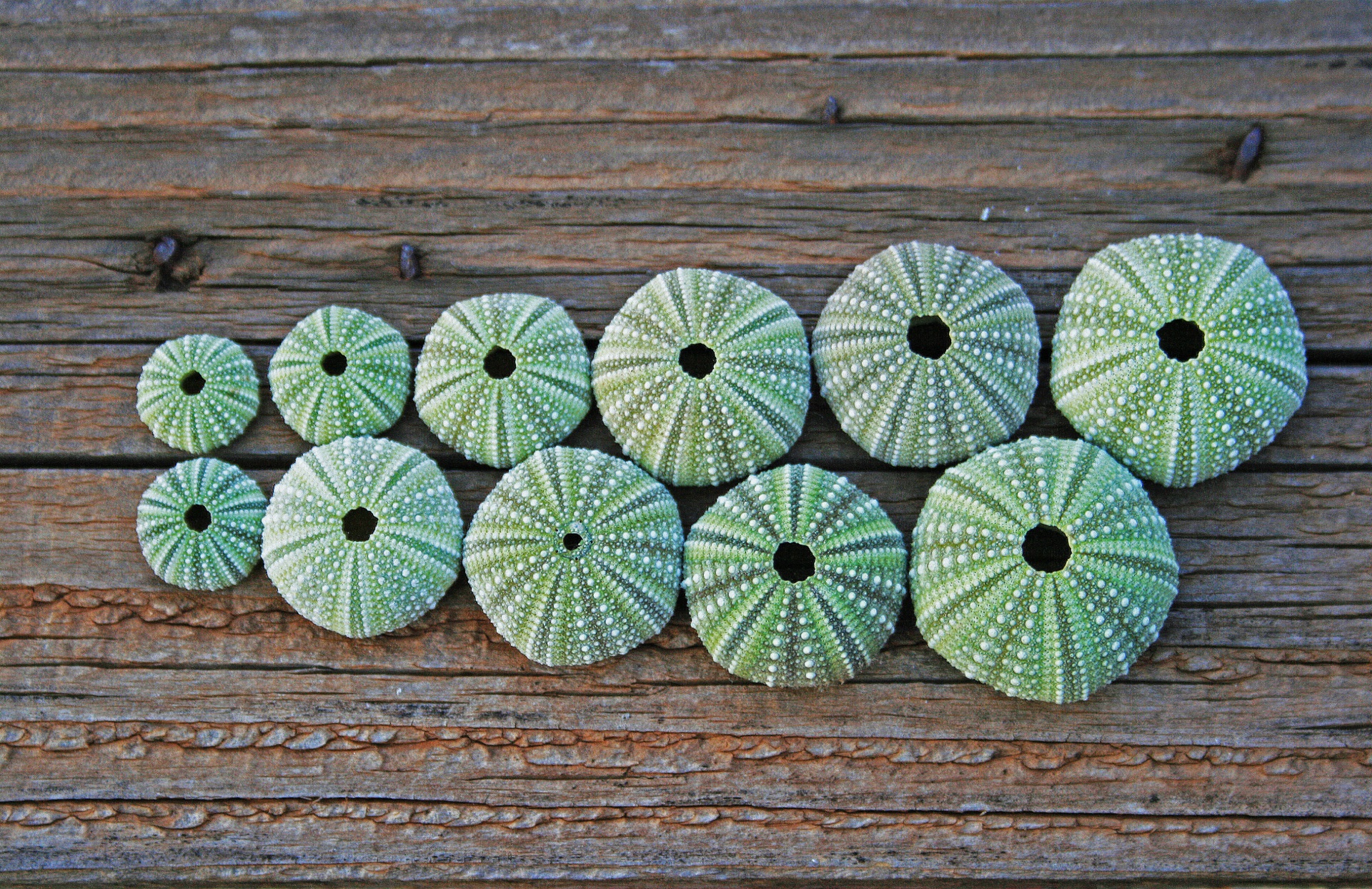 Green Sea Urchin Shells