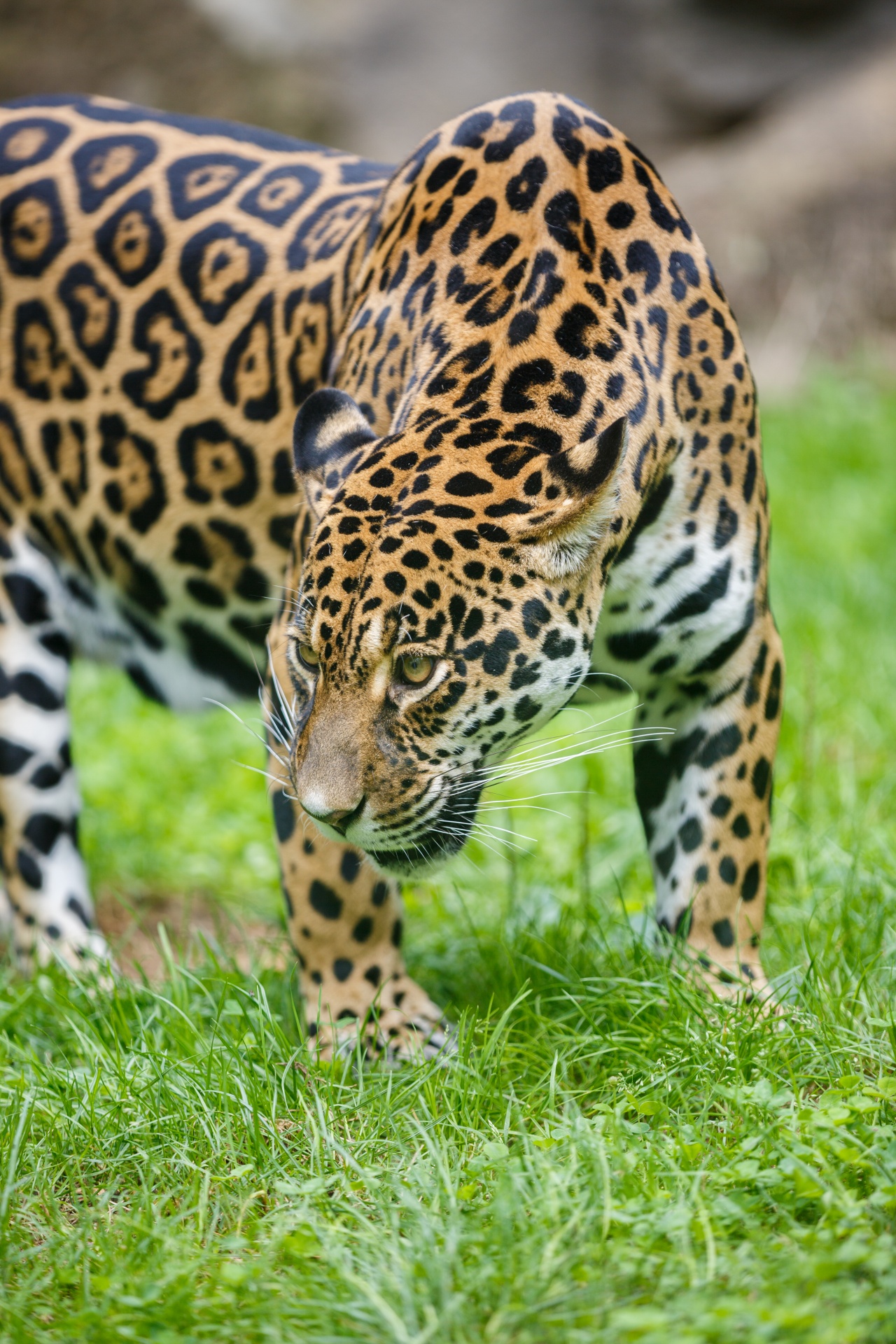 Jaguar on the grass