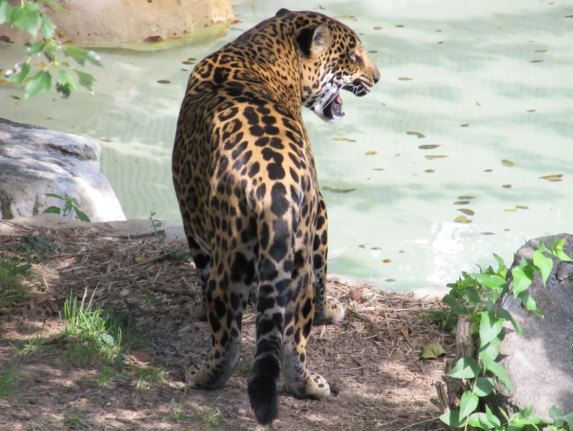 Jaguar On The Prowl