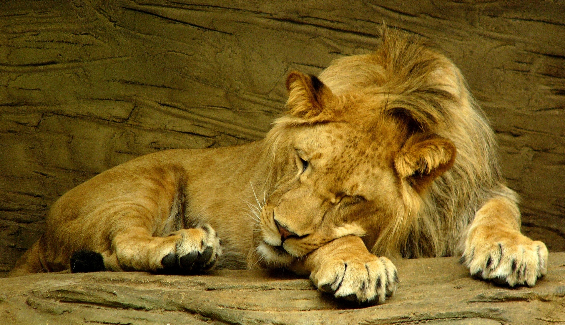 King Of The Jungle Sleeping