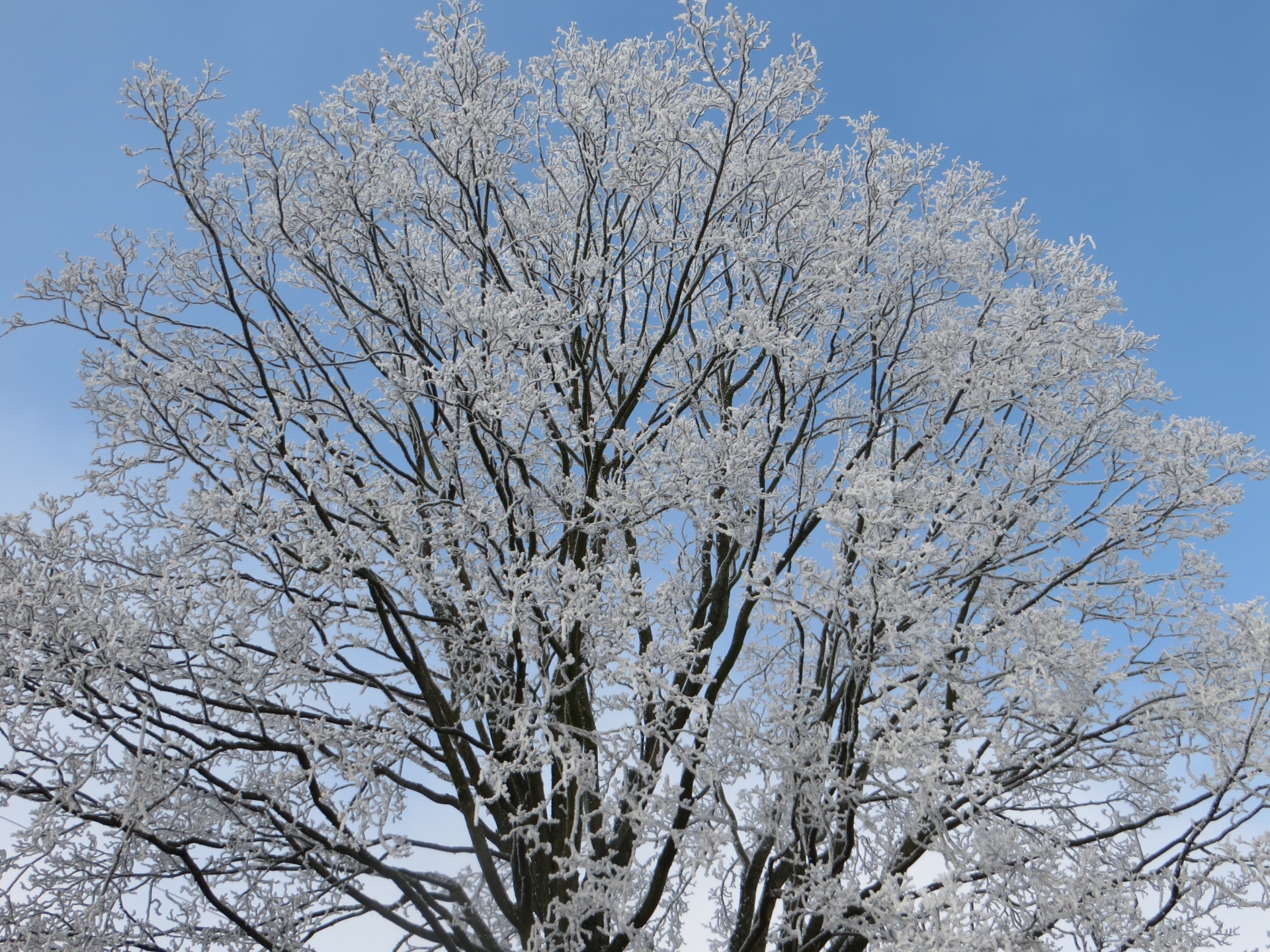 Treetop In Winter