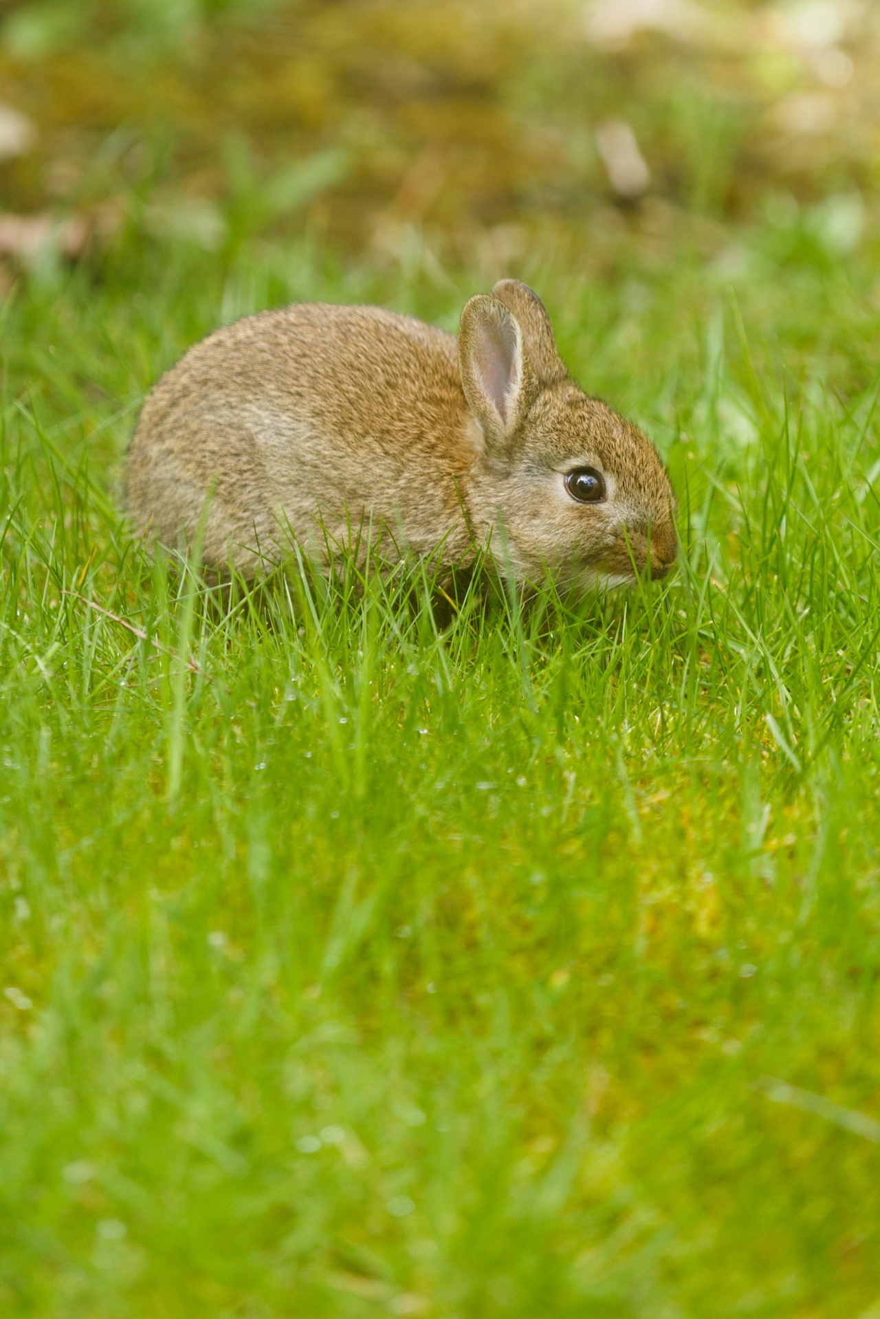 Little Bunny On Grass