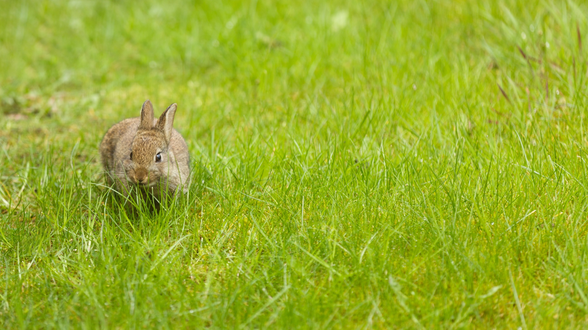 Little Bunny On Grass