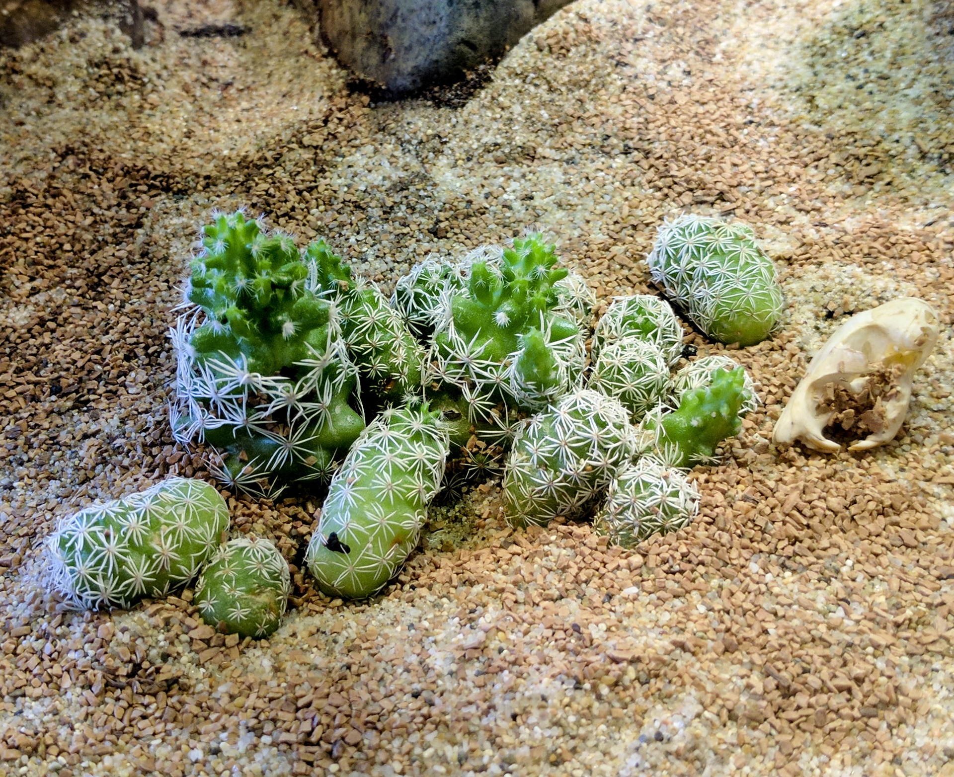 Mini Cacti Garden