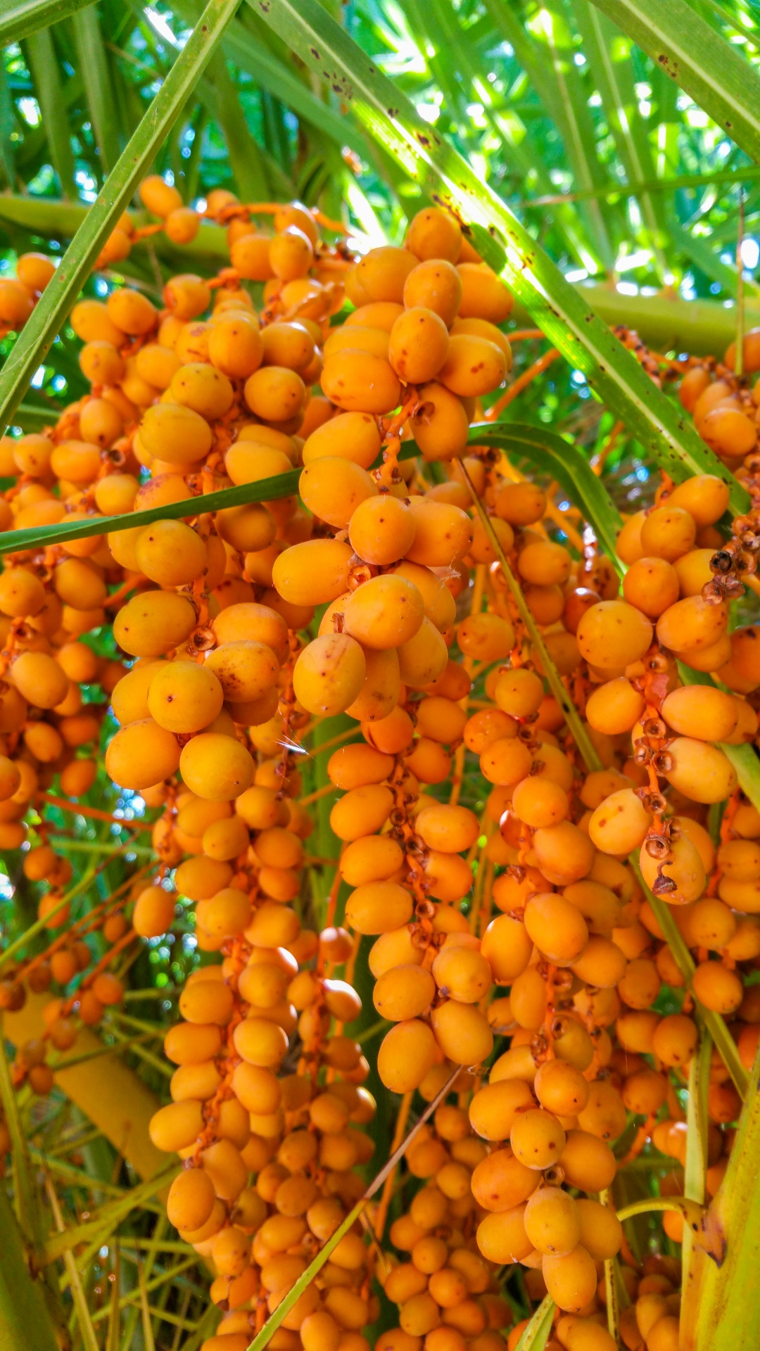 Palm Tree Fruit
