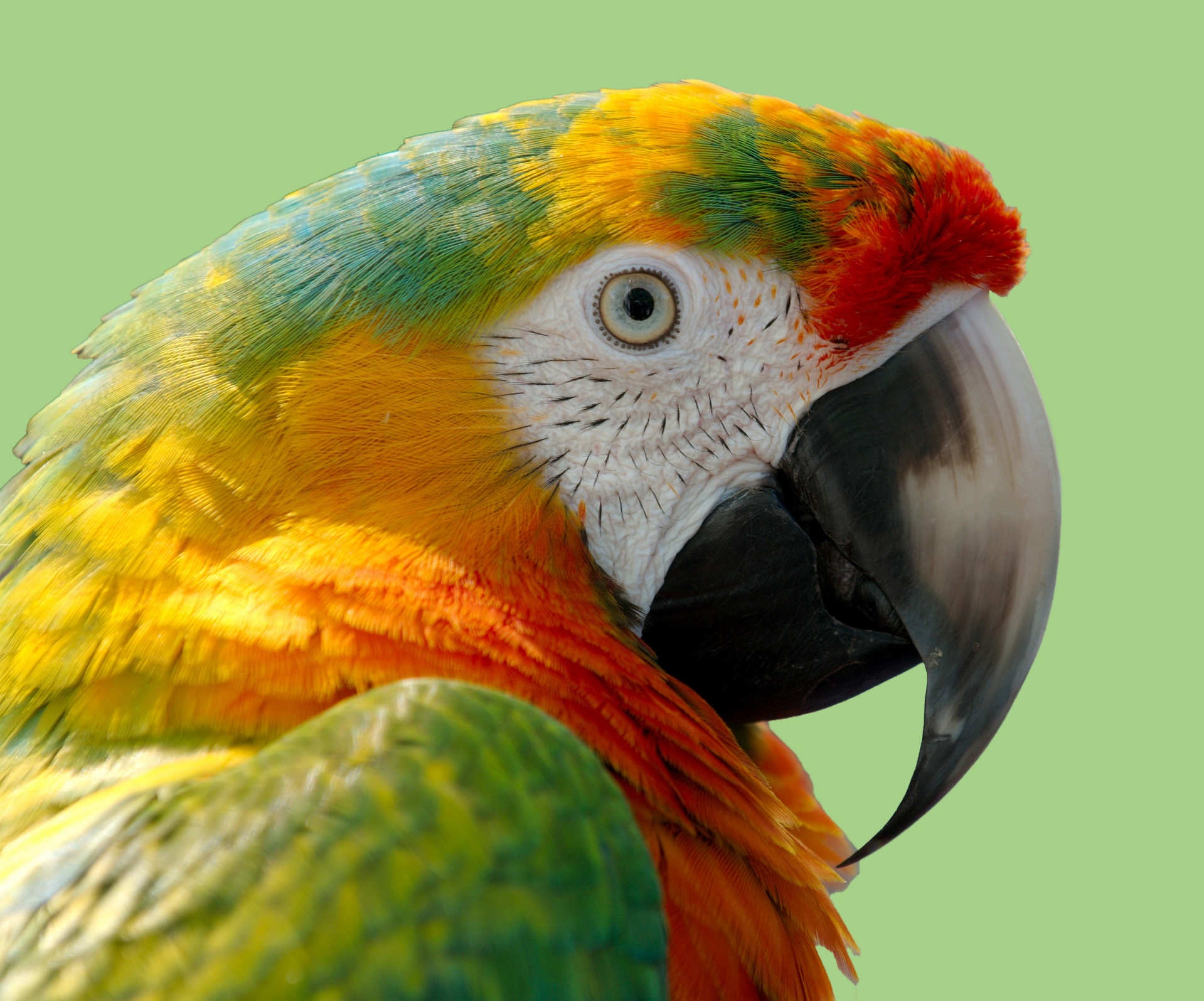 Parrot, macaw portrait in close up details portrait with green background