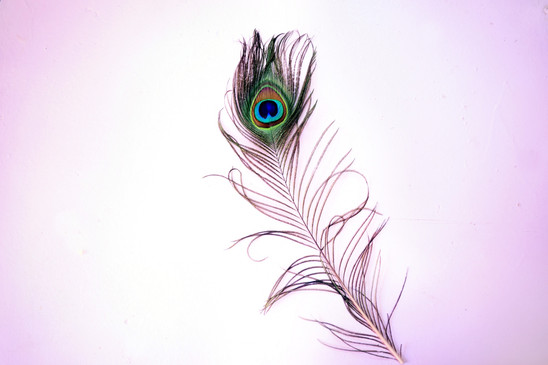 Peacock Feathers 5