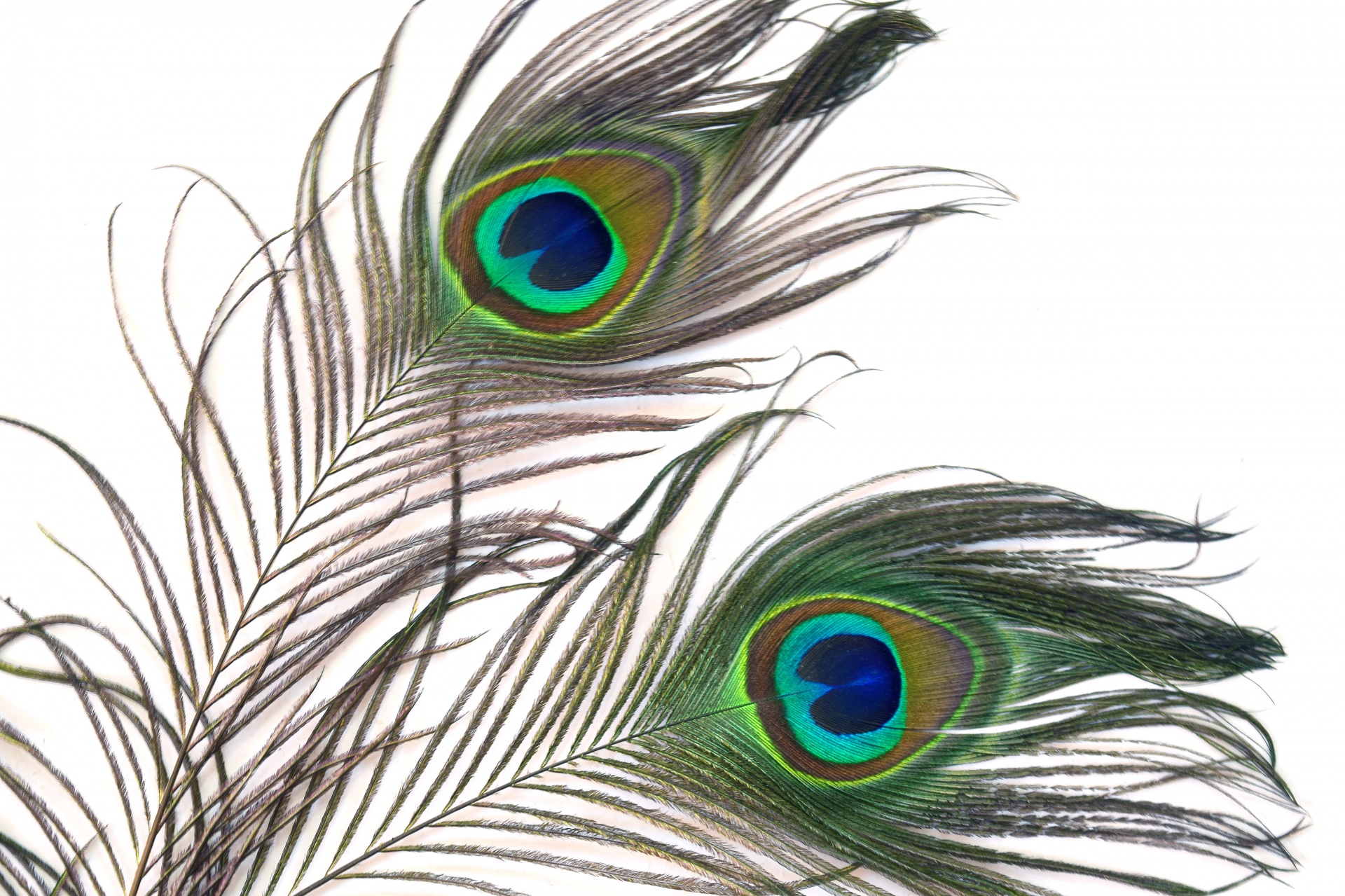 Peacock Feathers 6