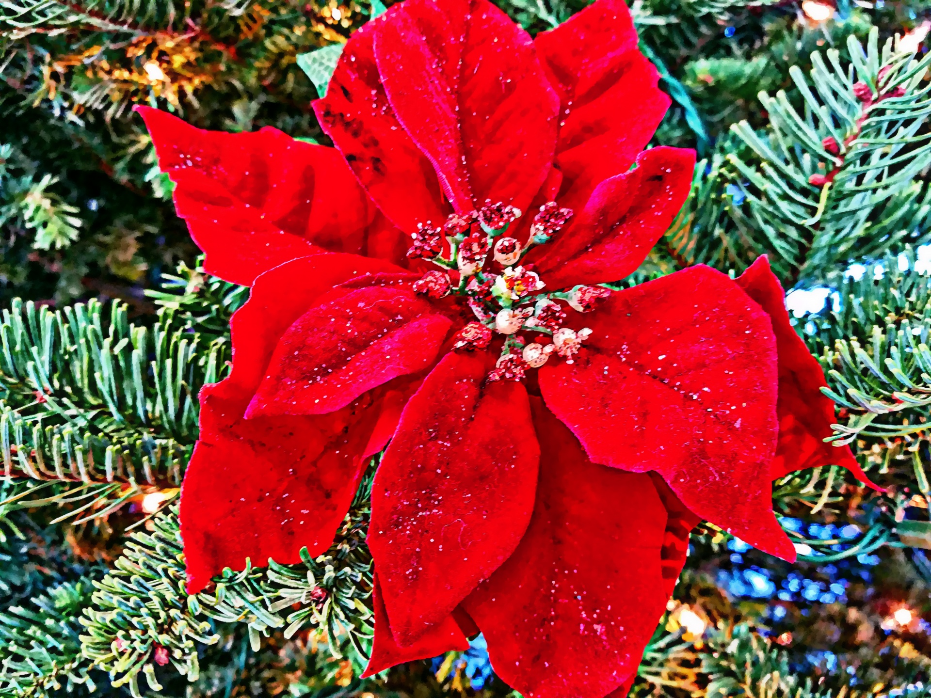 Christmas Flowers Pix 2023 Best Ultimate Popular Incredible | Christmas ...