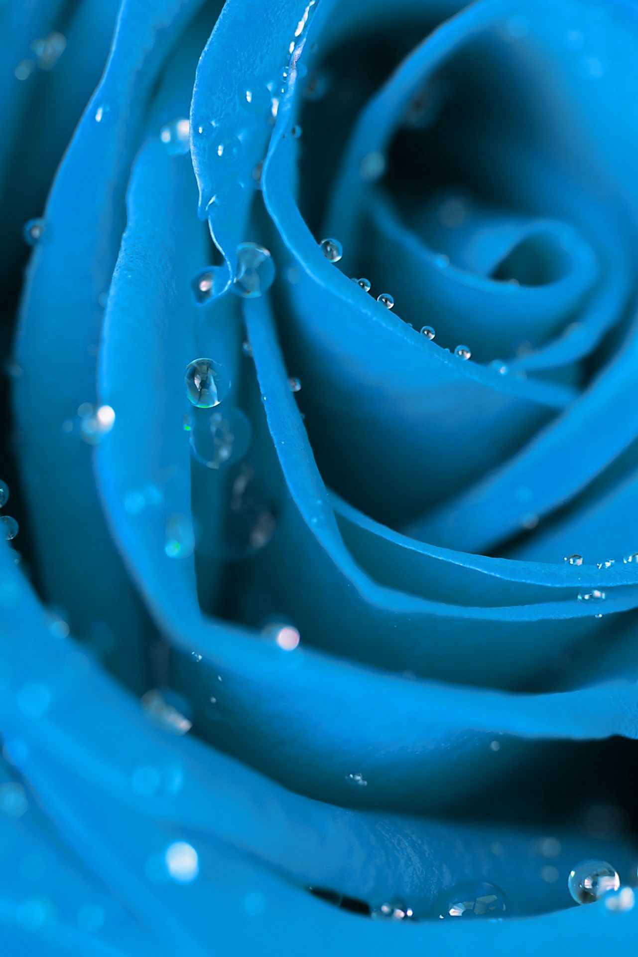 Rose Blue
