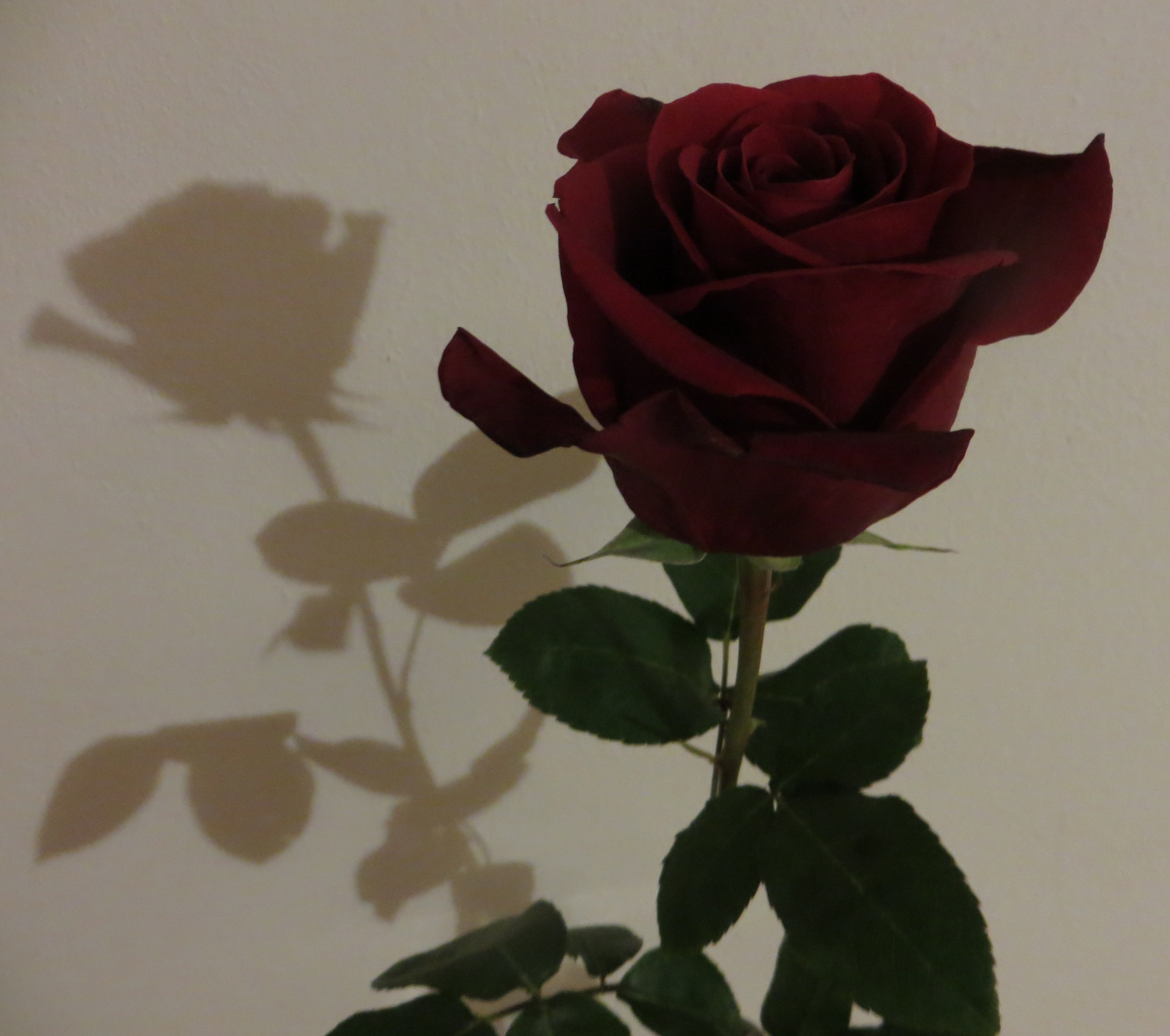Rose And Shadow