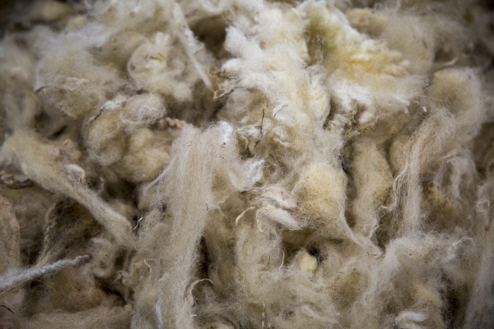 Shaven Wool