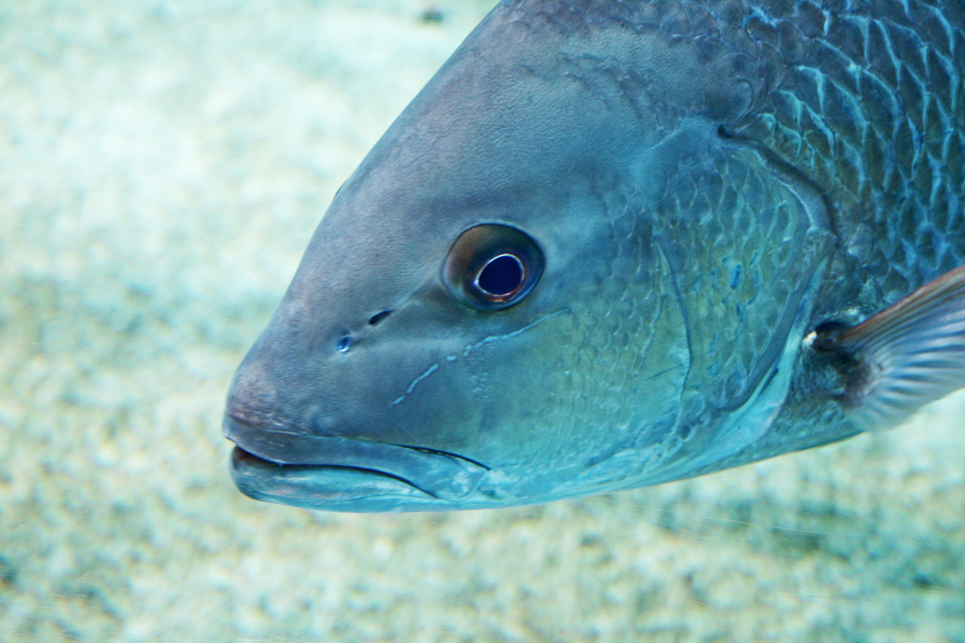 Silver Fish In Aquarium