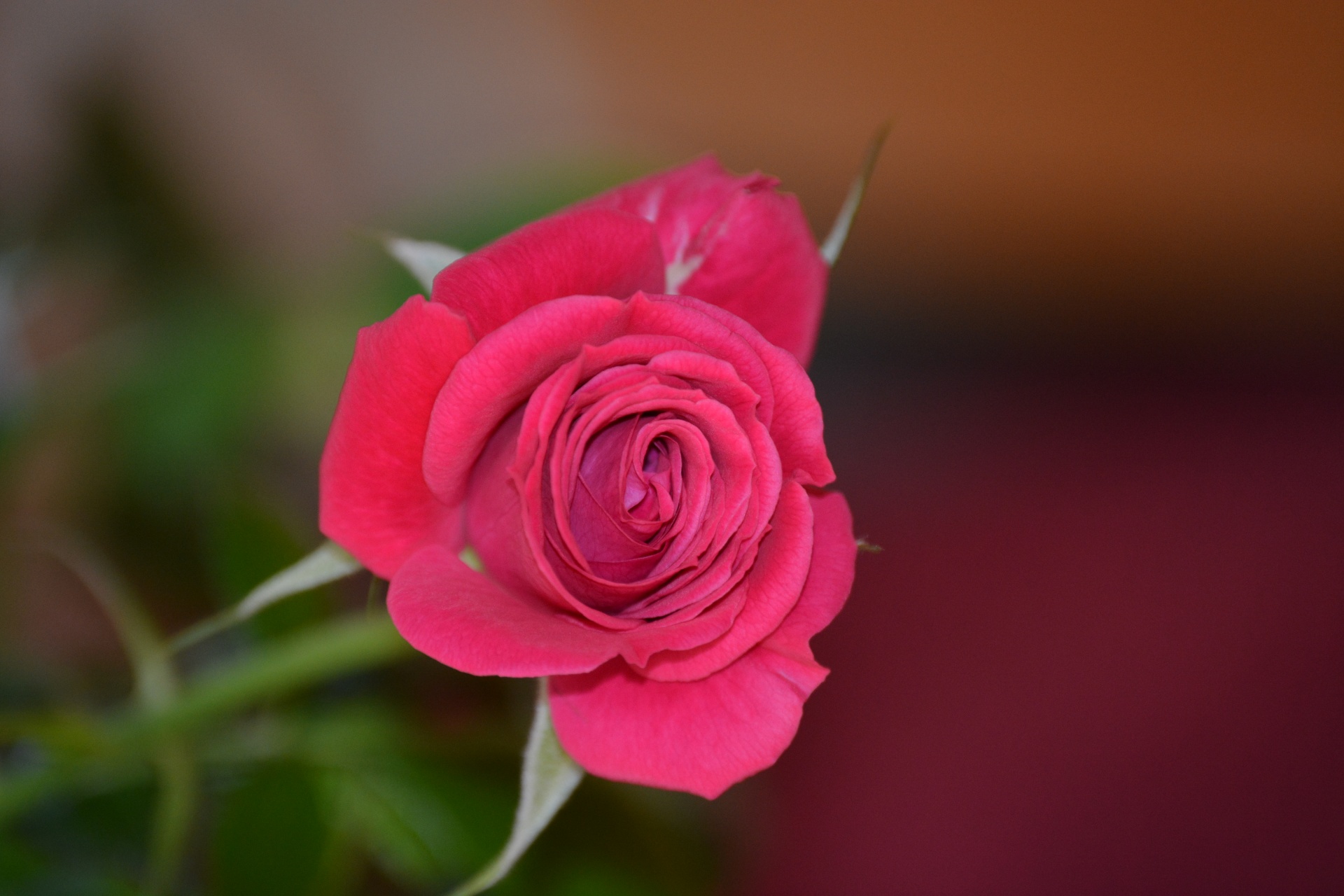 Single Red Rose Photo