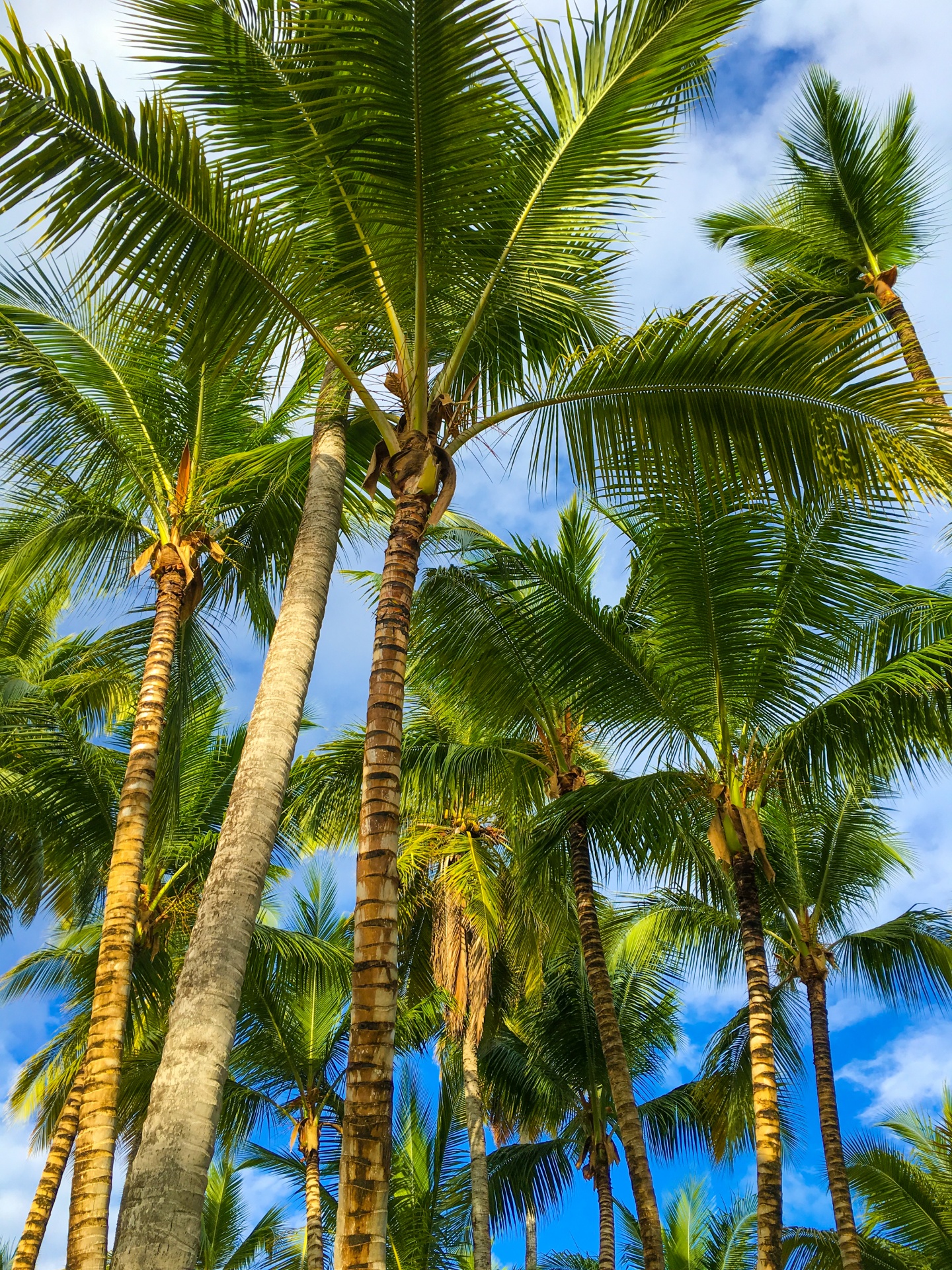 Tropical palm trees in Caribbean