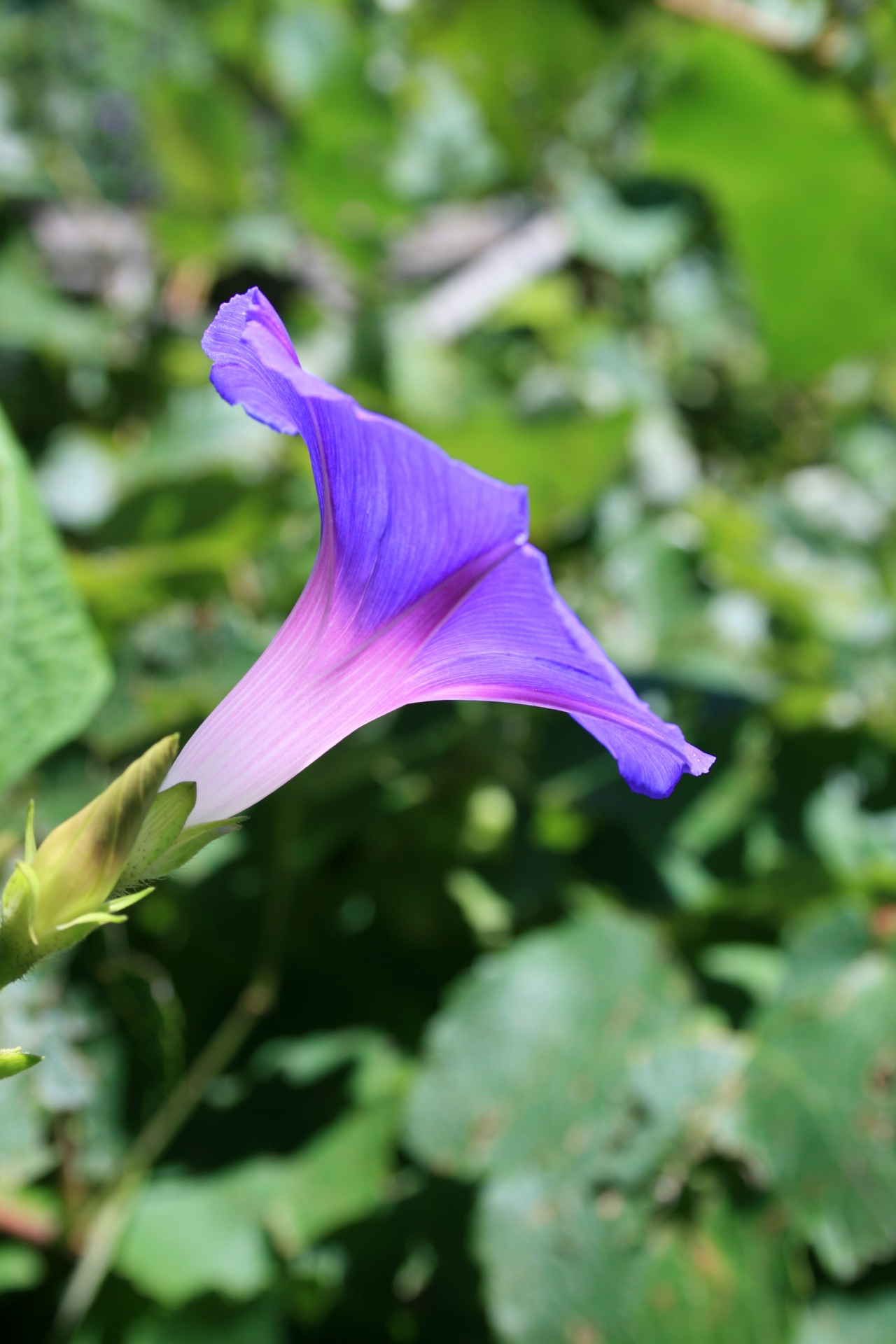 Trumpet Shaped Purple Flower