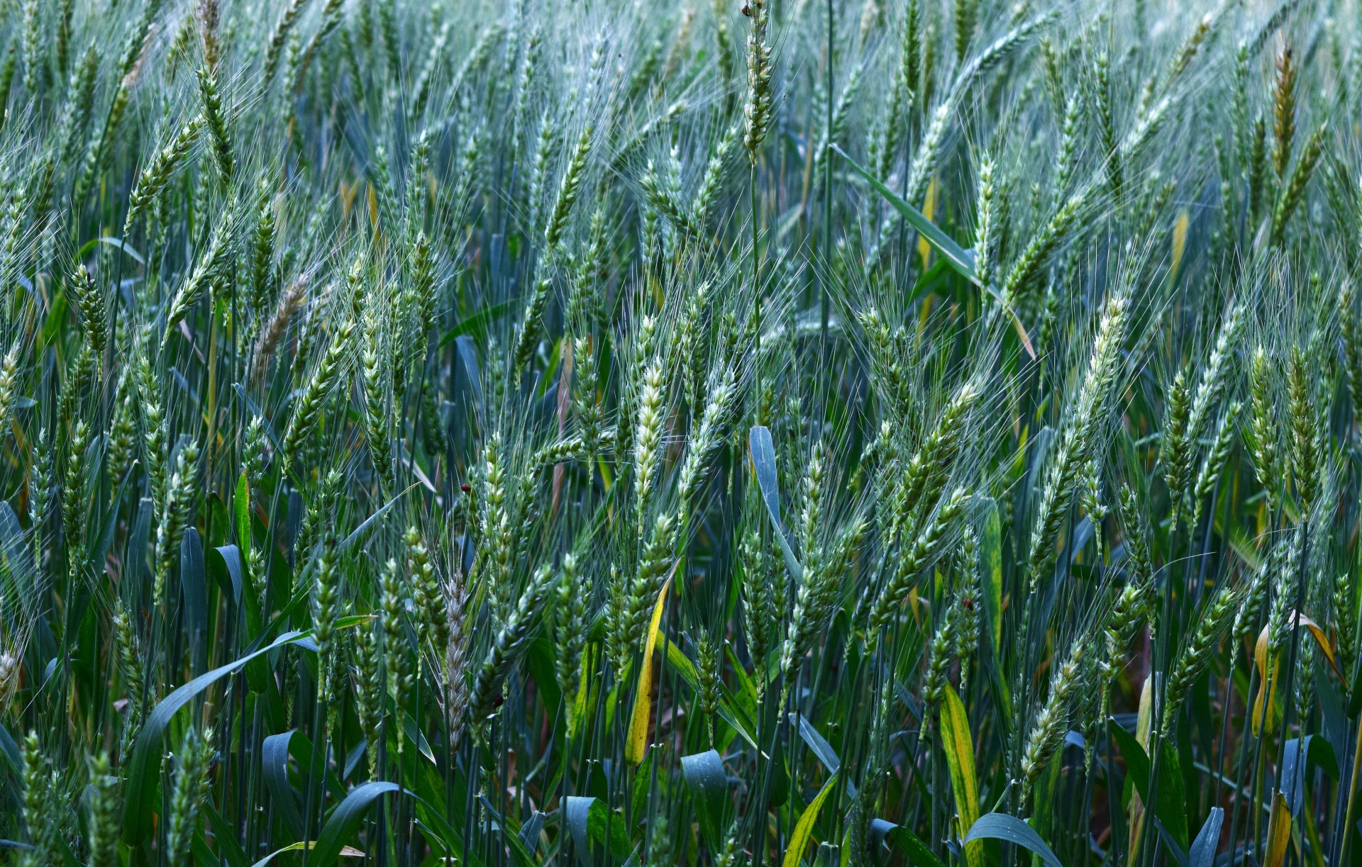Wheat Field 2