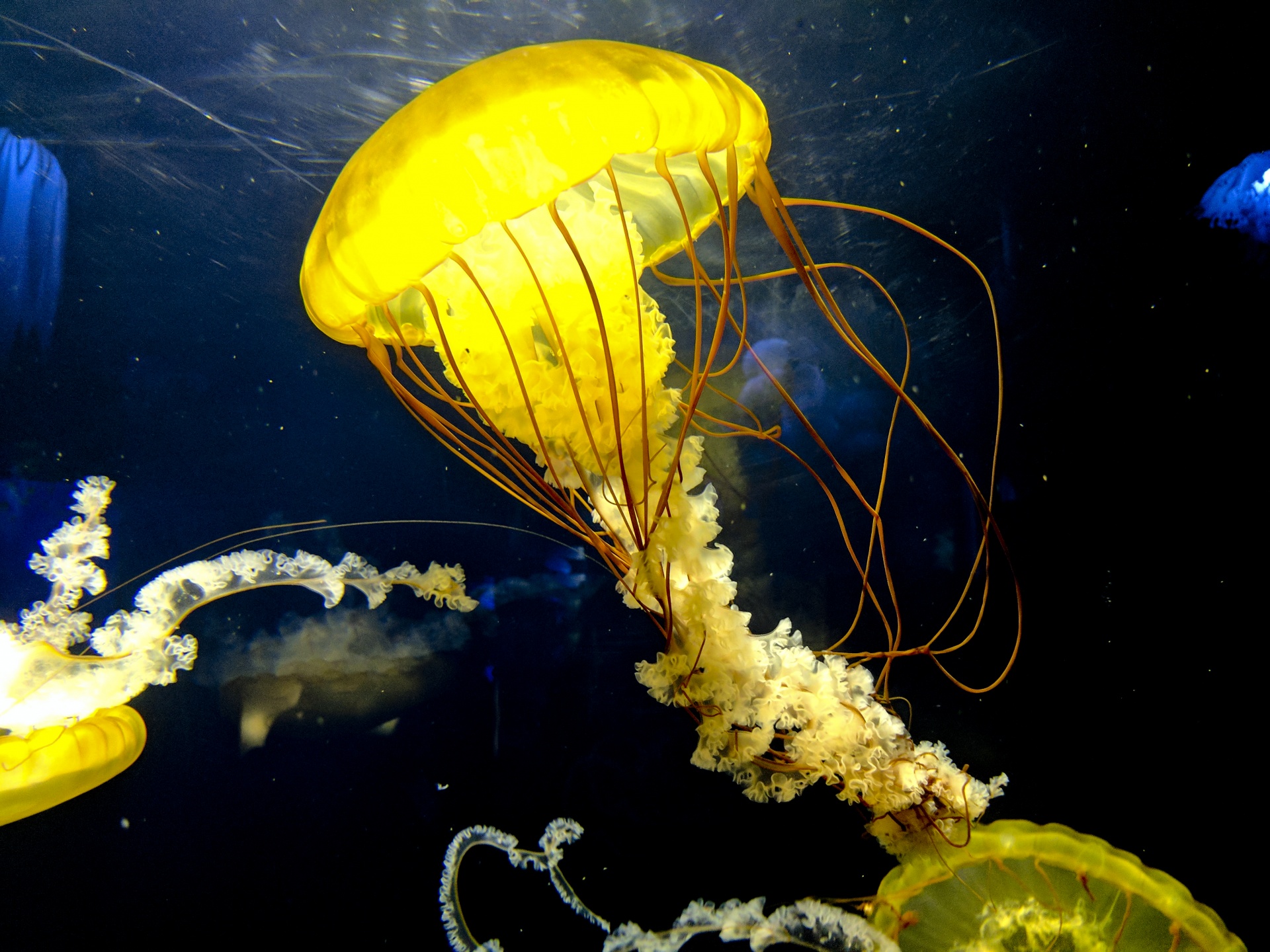 single beautiful yellow jellyfish