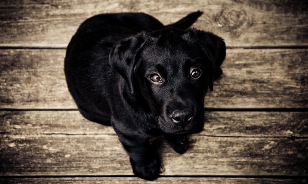 Cucciolo nero labrador Immagine gratis - Public Domain Pictures