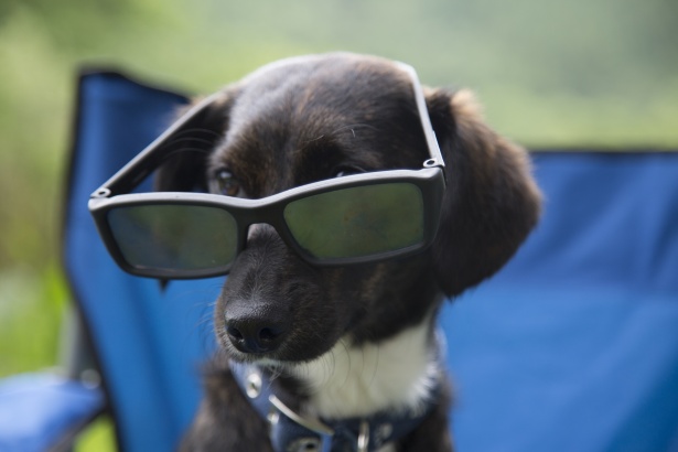 Pes s brýlemi Stock Fotka zdarma - Public Domain Pictures