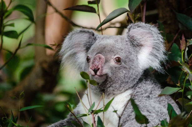 Urs koala Poza gratuite - Public Domain Pictures